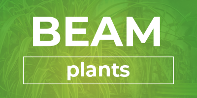 BEAM plants 